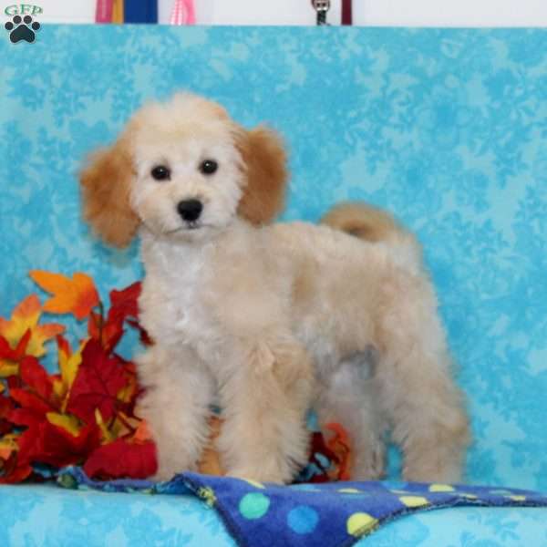 Pearl, Shih-Poo Puppy